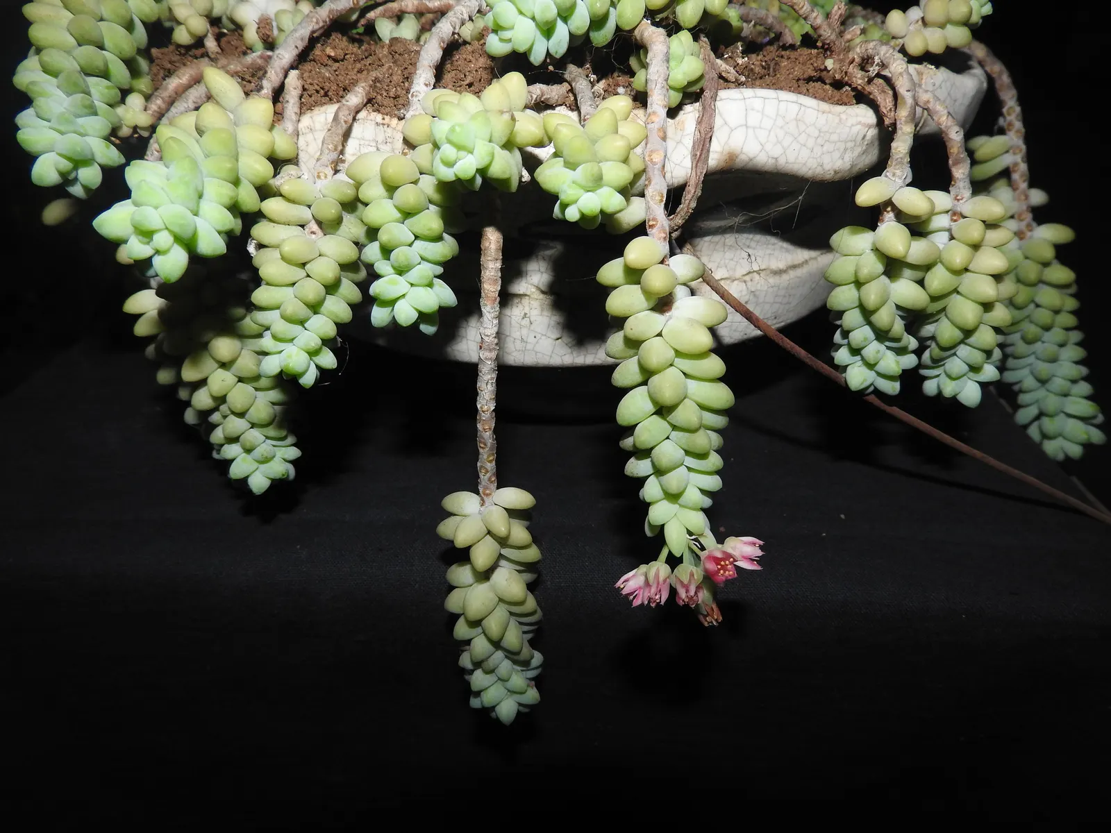 Donkey Tail (Sedum Morganianum) — with a need to protect it from frost.<br><br>In summer; the best temperature range for this succulent is between 65°F to