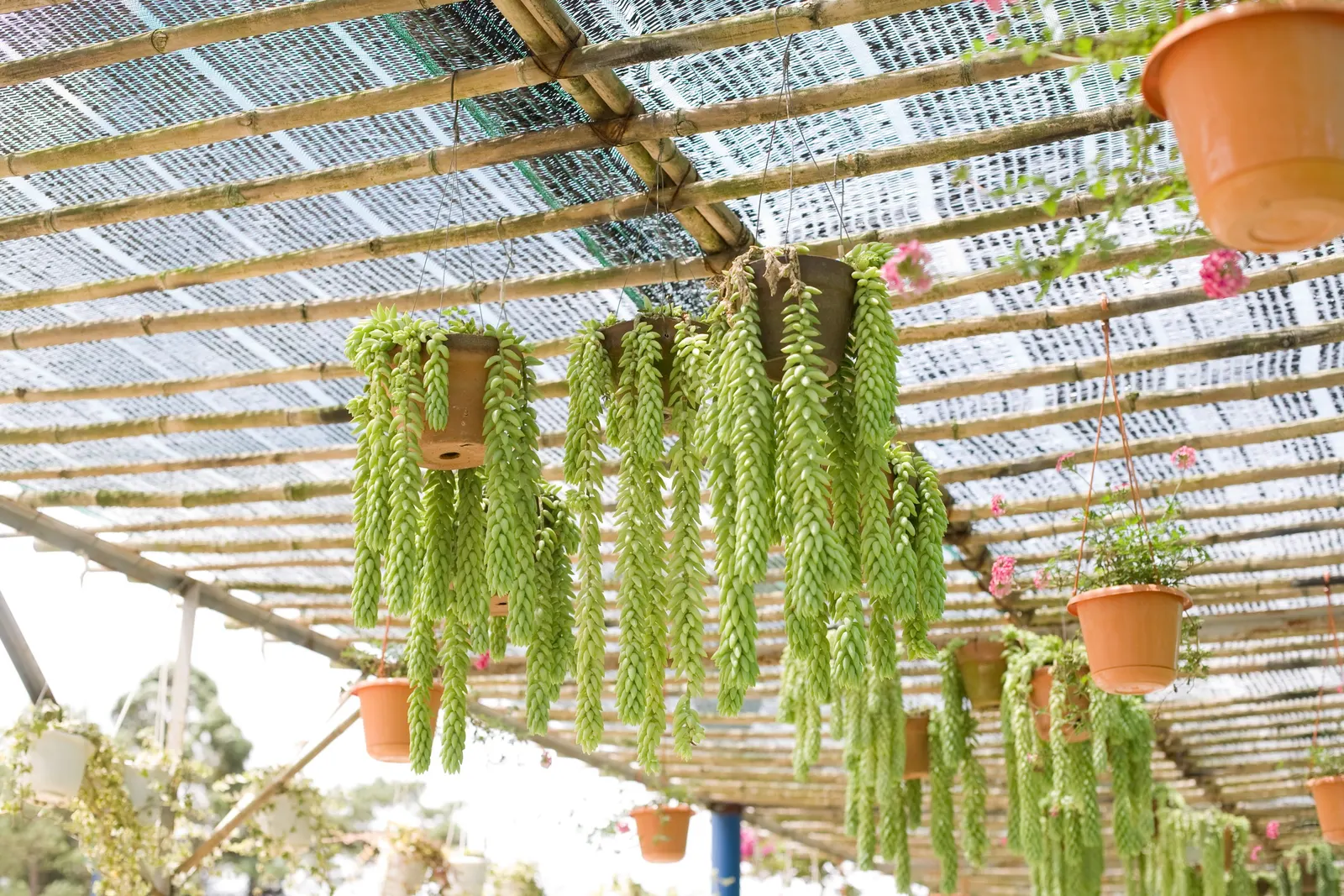 Donkey Tail (Sedum Morganianum) — with stems gracefully cascading downwards; this low-maintenance plant thrives in full to partial sun