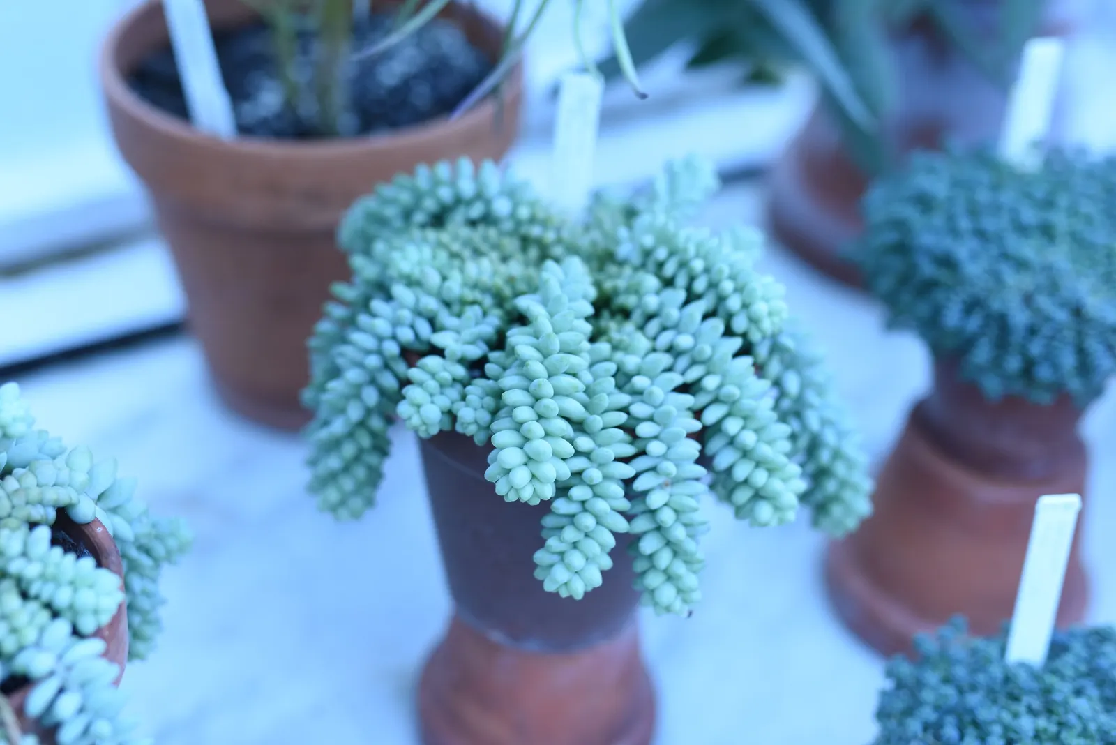 Donkey Tail (Sedum Morganianum) — thriving in well-draining soil to prevent root rot; this low-maintenance plant thrives in full to partial sun