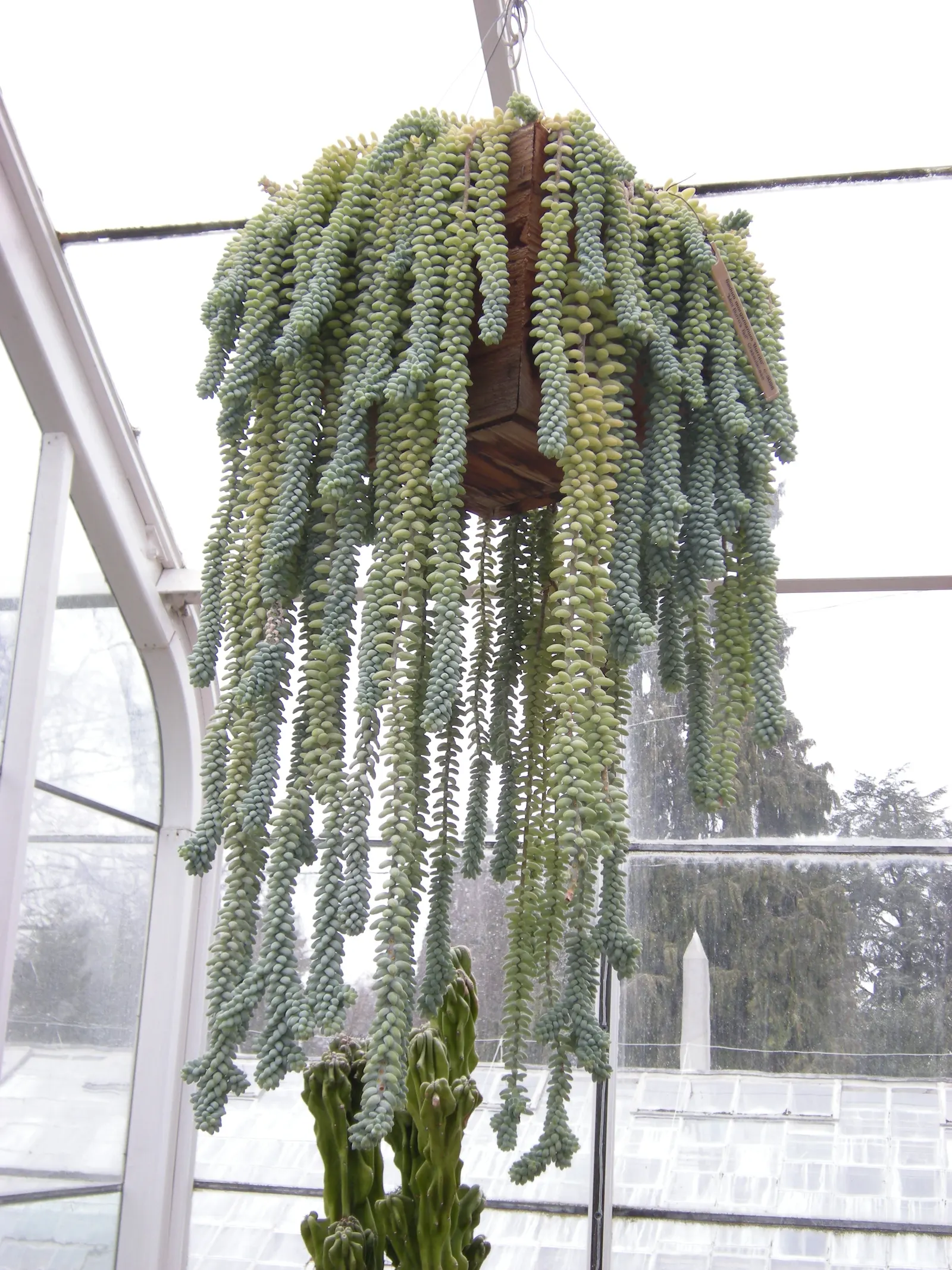Donkey Tail (Sedum Morganianum) — Sedum morganianum is an excellent addition to the landscape; this low-maintenance plant thrives in full to partial sun