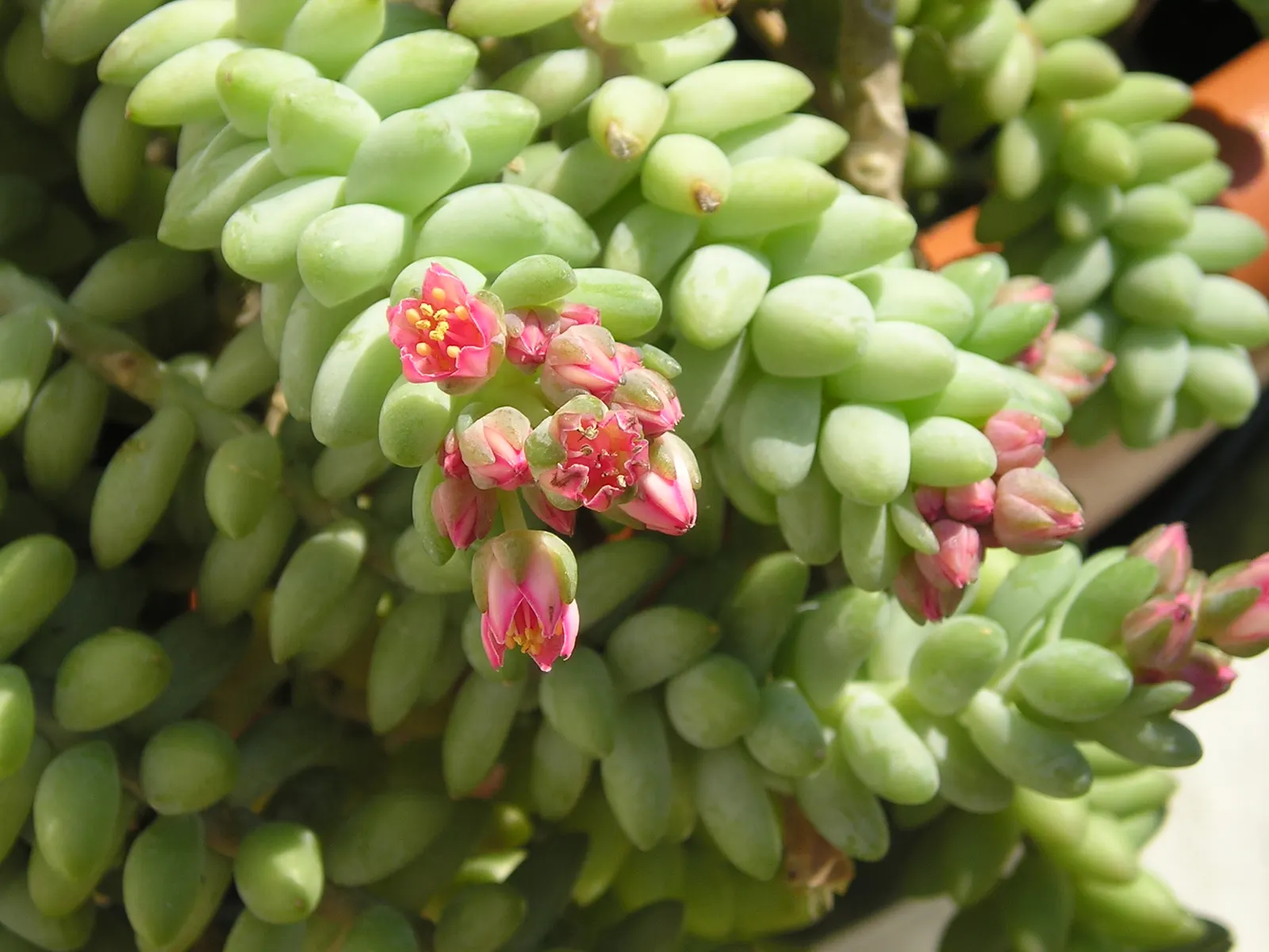 Donkey Tail (Sedum Morganianum) — The leaves are a rich, blue-green hue and densely packed, giving the stems a braided appearance; the best temperature range