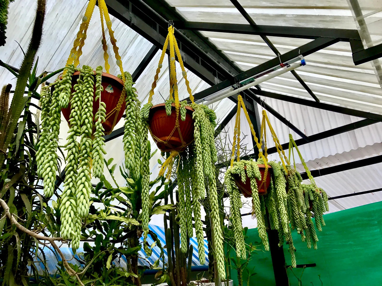 Donkey Tail (Sedum Morganianum) — Its trailing stems create a visually striking texture