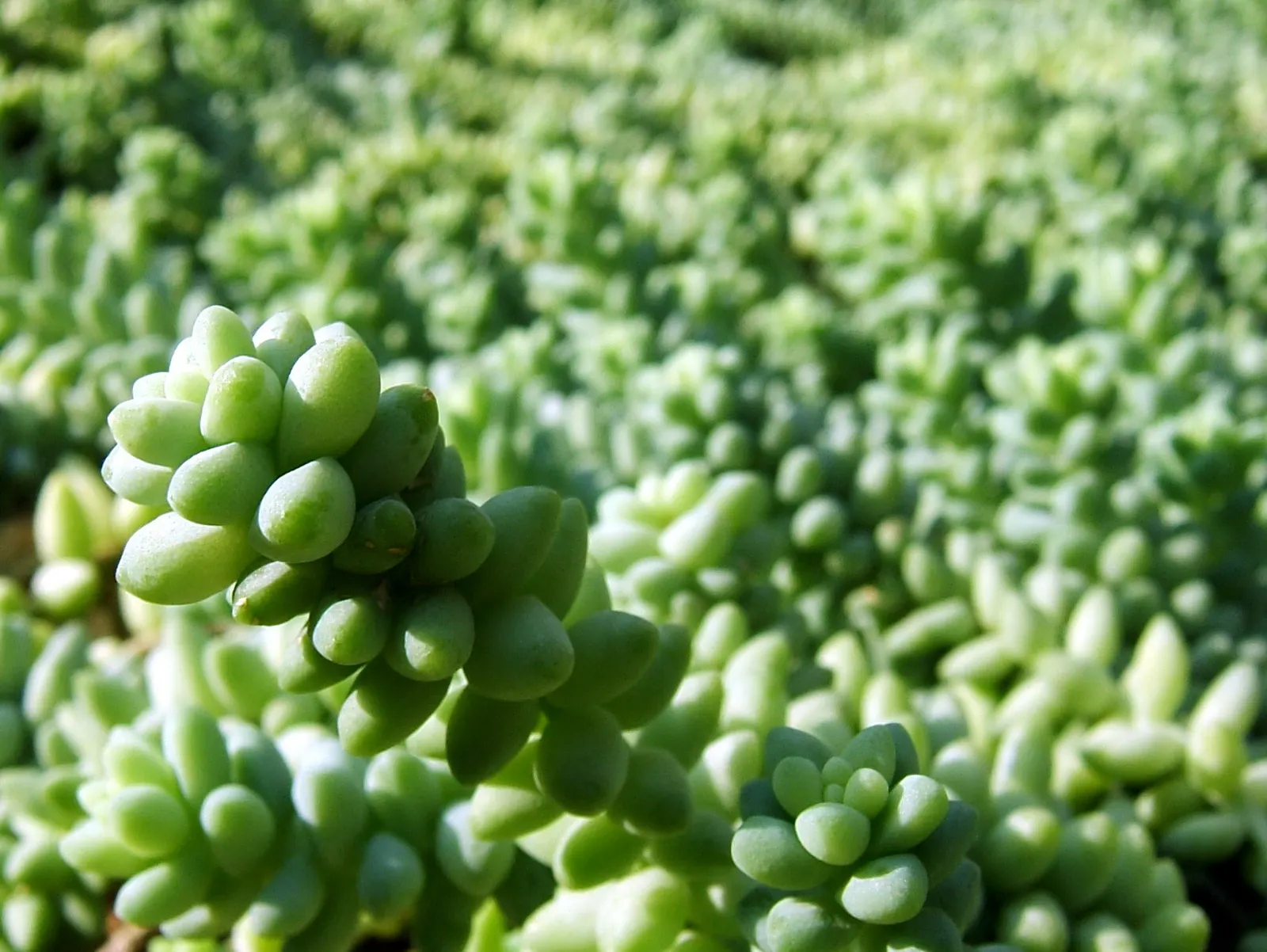 Donkey Tail (Sedum Morganianum) — red and yellow flowers in the garden