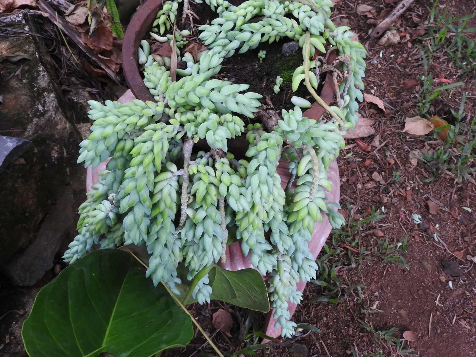 Donkey Tail (Sedum Morganianum) — The best temperature range for this succulent is between 65&deg;F to 75&deg;F