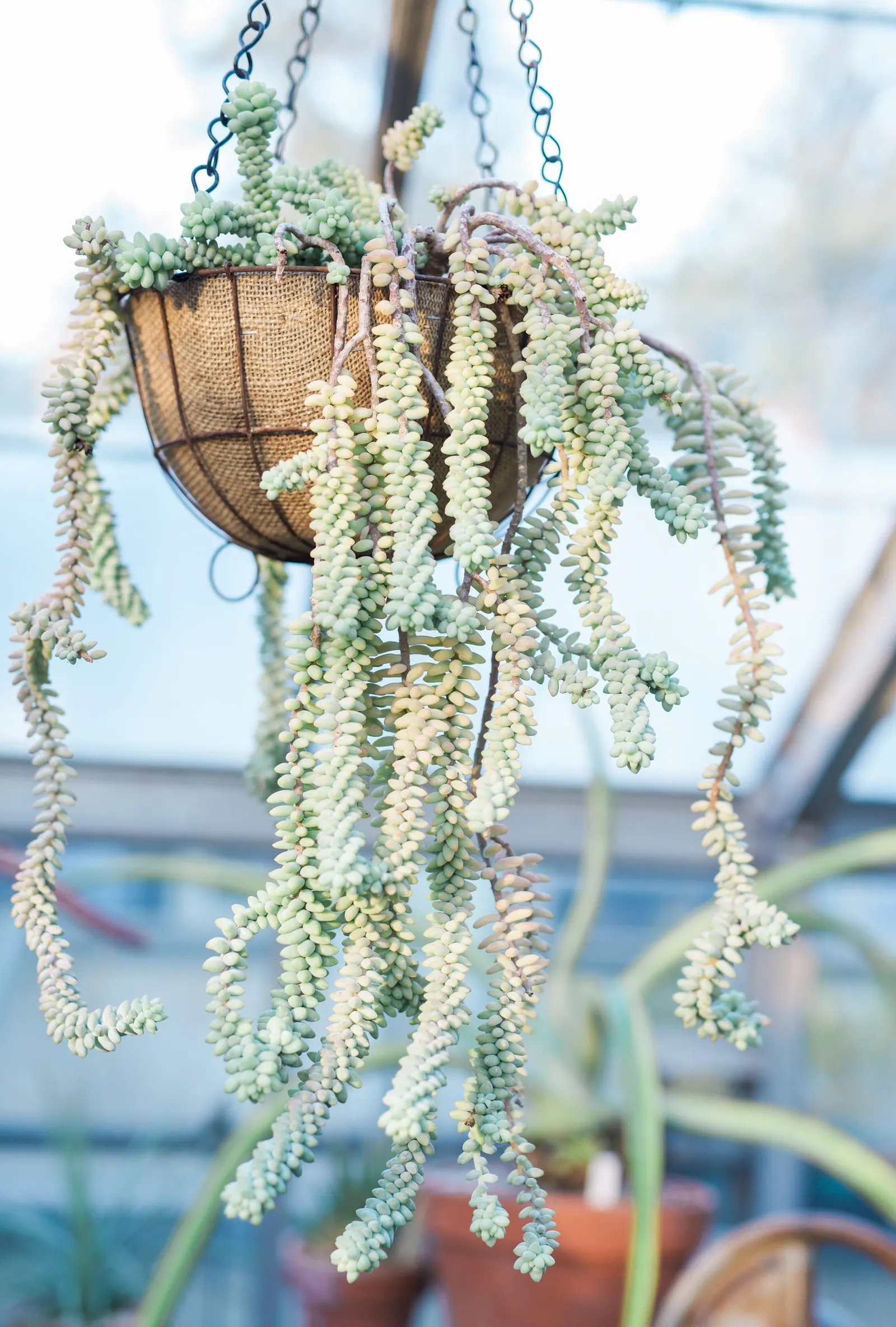 Donkey Tail (Sedum Morganianum) — ground cover / shrub for full or half; sedum morganianum is an excellent addition to the landscape