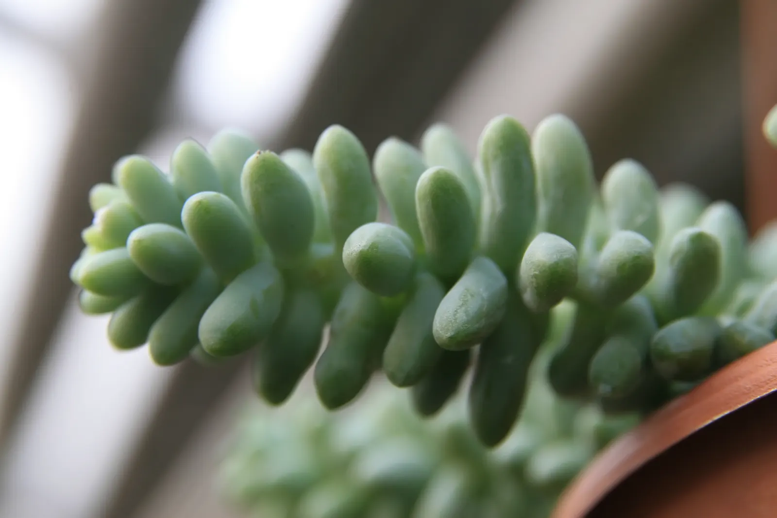 Donkey Tail (Sedum Morganianum) — drought-tolerant plant that offers both texture and form; sedum morganianum is an excellent addition to the landscape