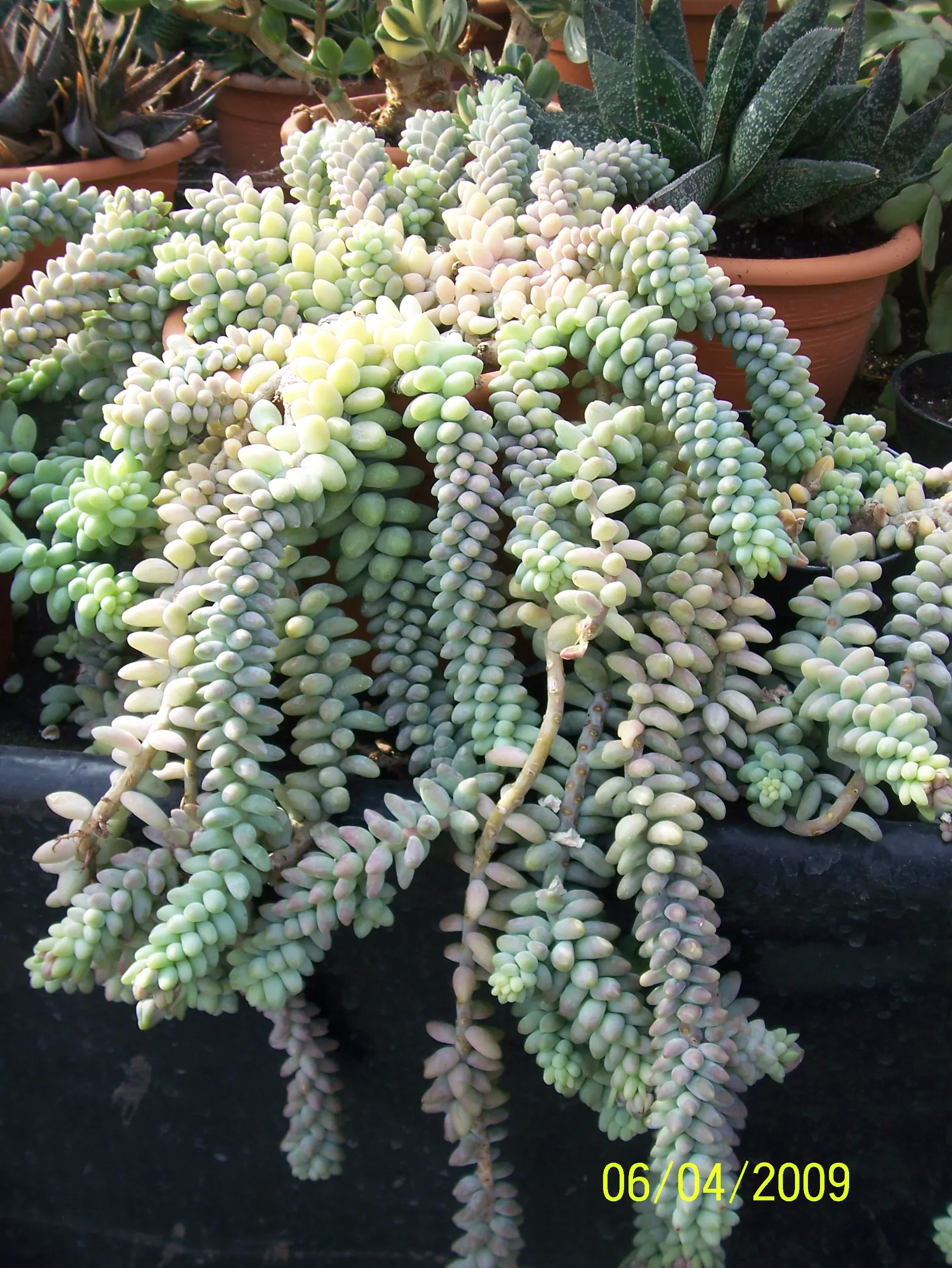 Donkey Tail (Sedum Morganianum) — star-shaped flowers in shades of pink and red