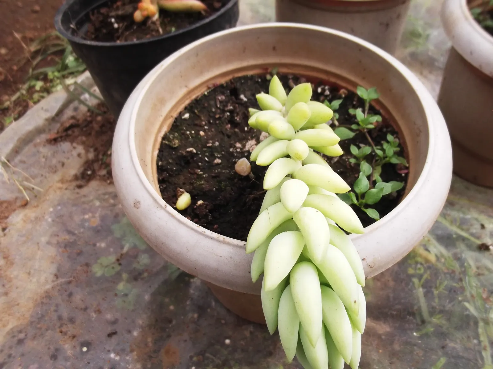 Donkey Tail (Sedum Morganianum) — This species enjoys bright