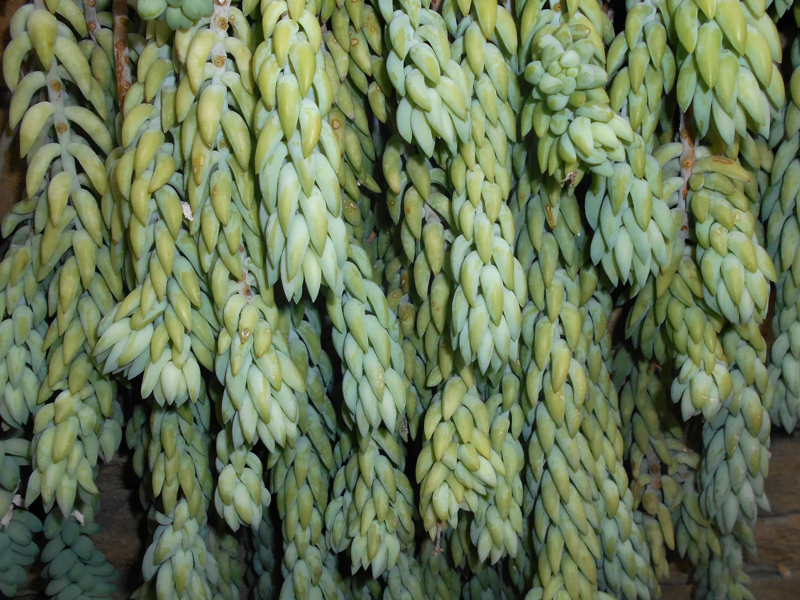 Donkey Tail (Sedum Morganianum) — is a succulent plant renowned for its distinctive trailing stems and plump; the leaves are a rich, blue-green hue and densely