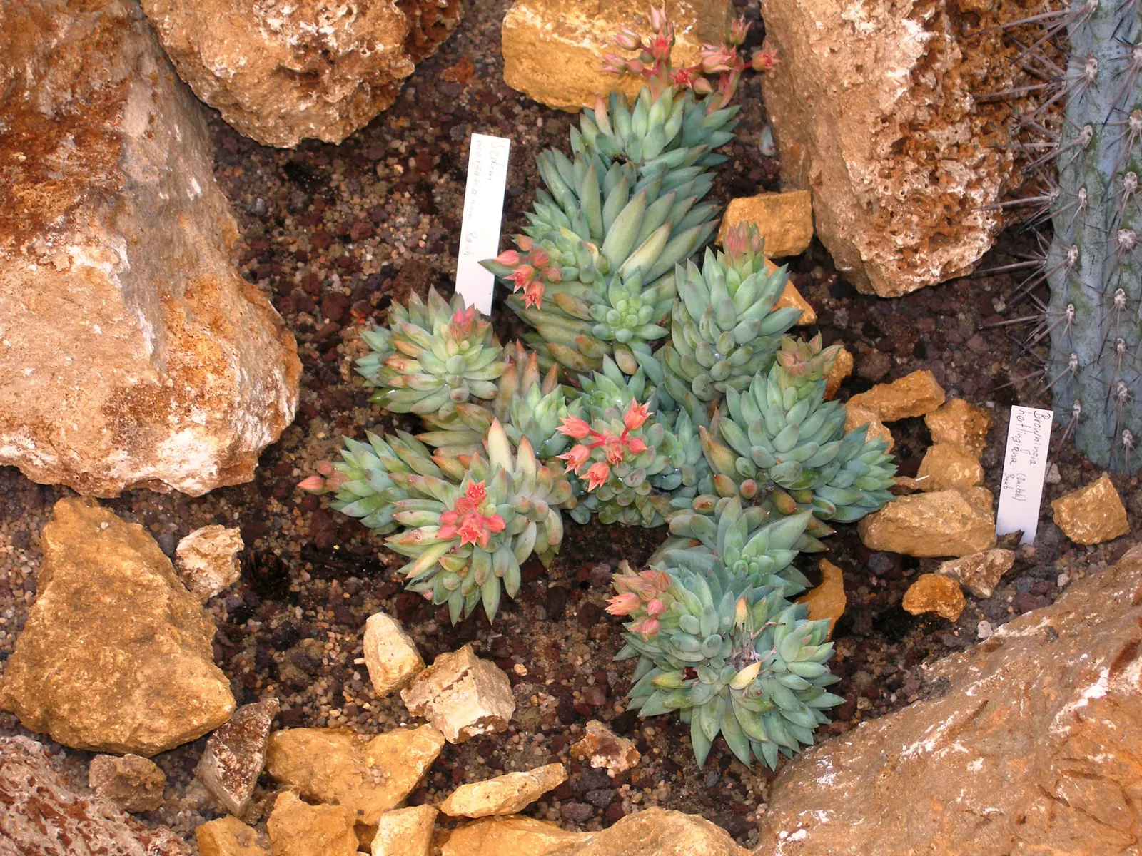 Donkey Tail (Sedum Morganianum) — The leaves are a rich, blue-green hue and densely packed, giving the stems a braided appearance
