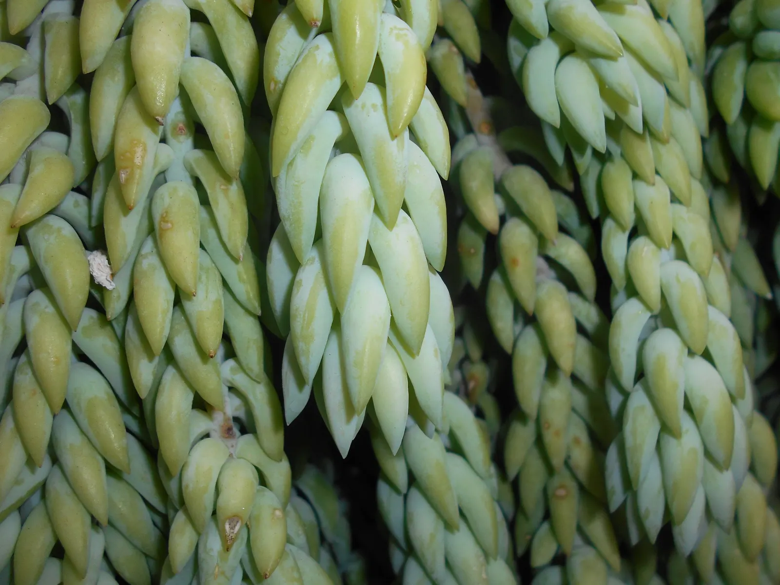 Donkey Tail (Sedum Morganianum) — The best temperature range for this succulent is between 65&deg;F to 75&deg;F; the leaves are a rich, blue-green hue and