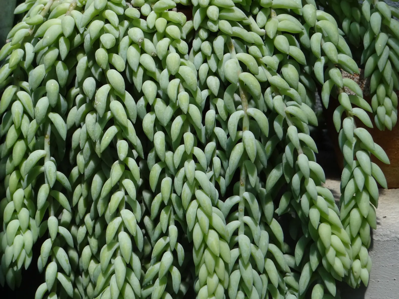 Donkey Tail (Sedum Morganianum) — commonly known as Donkey Tail or Burro's Tail