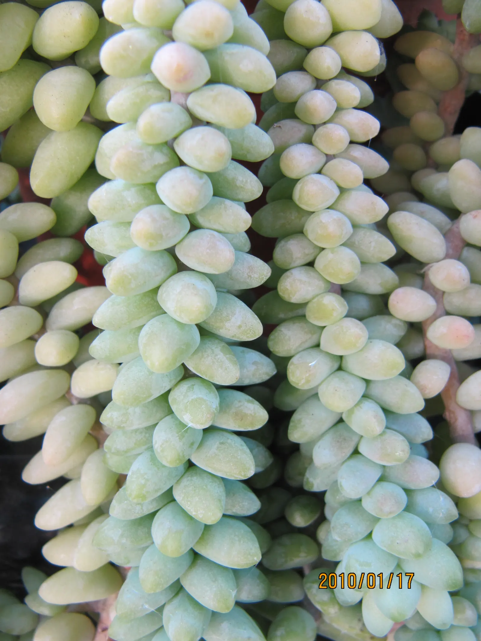 Donkey Tail (Sedum Morganianum) — drought-tolerant plant that offers both texture and form