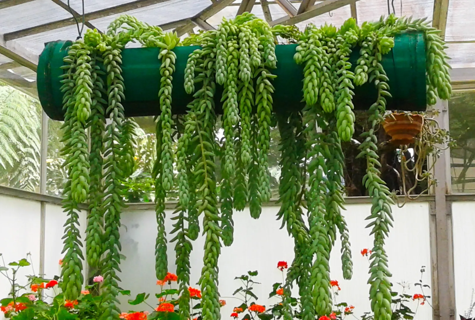 Donkey Tail (Sedum Morganianum) — commonly known as Donkey Tail; this low-maintenance plant thrives in full to partial sun