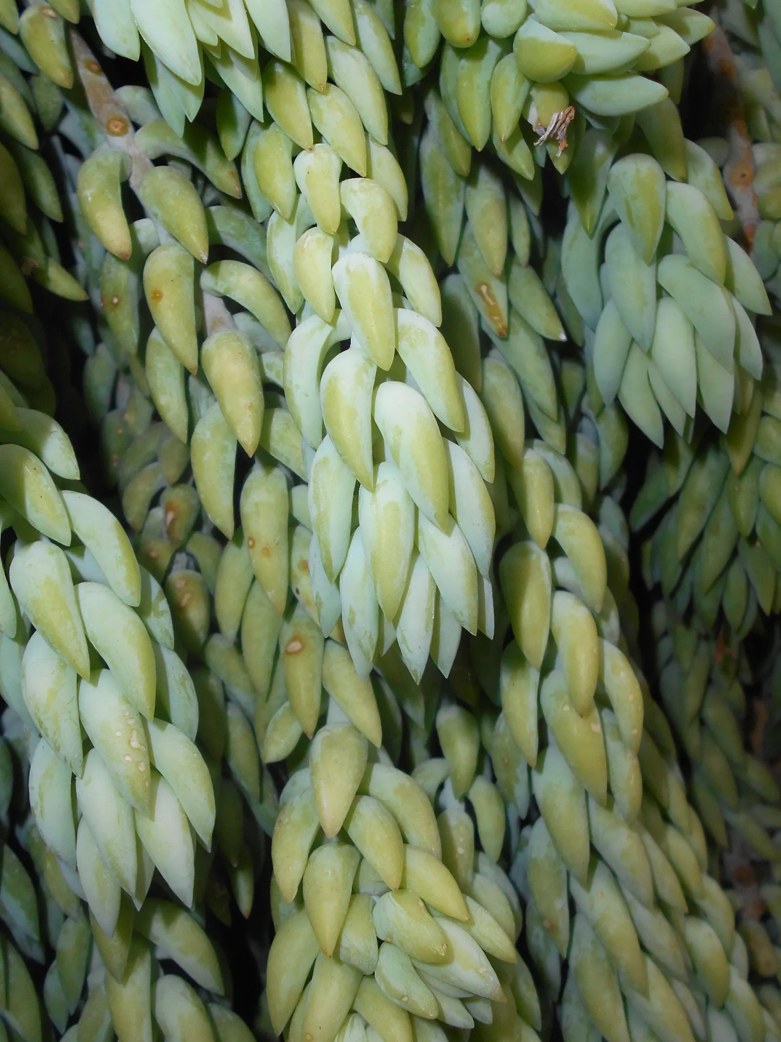 Donkey Tail (Sedum Morganianum) — requiring minimal watering; this low-maintenance plant thrives in full to partial sun