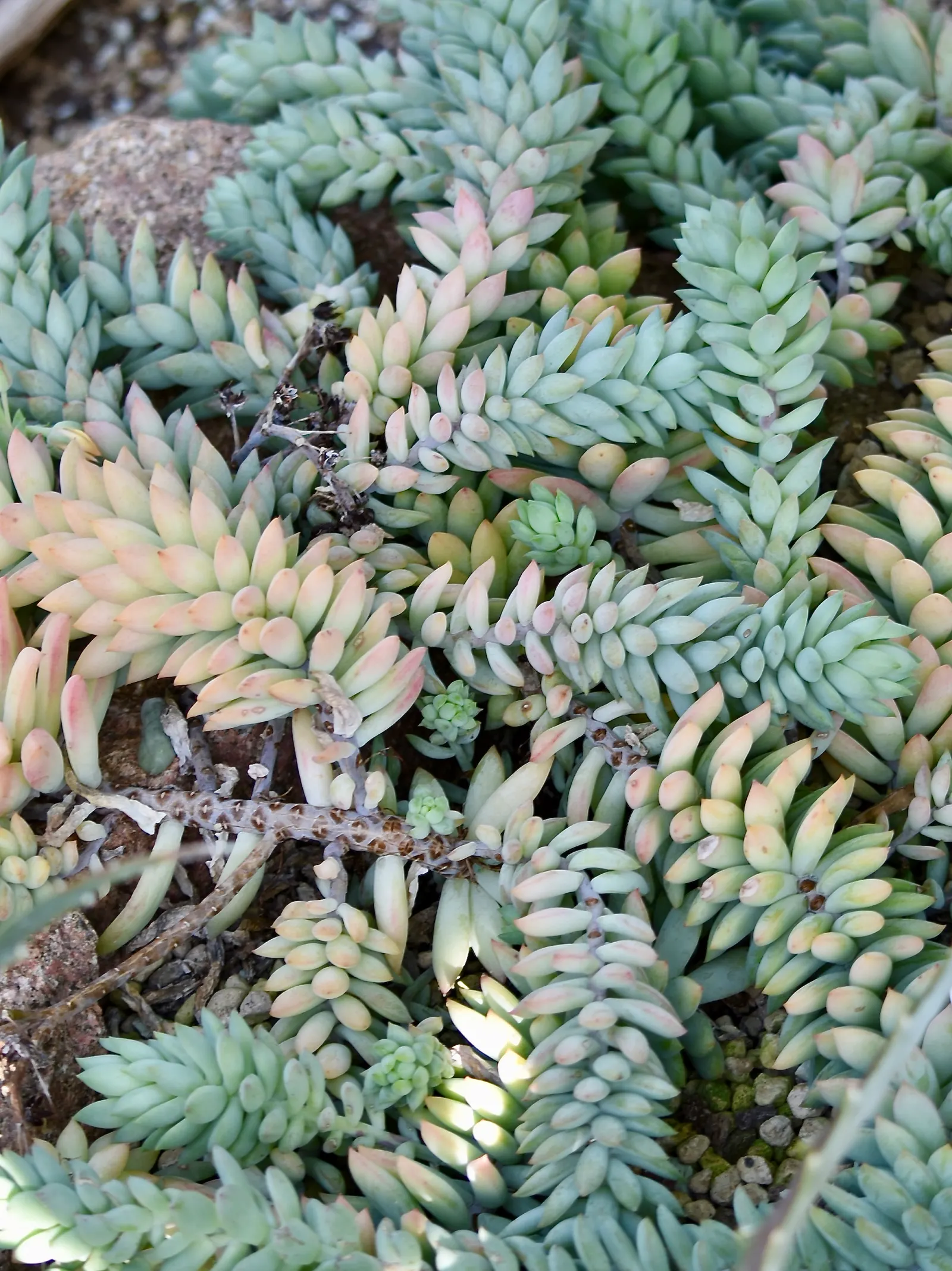 Donkey Tail (Sedum Morganianum) — These fleshy leaves are capable of storing water; sedum morganianum is an excellent addition to the landscape