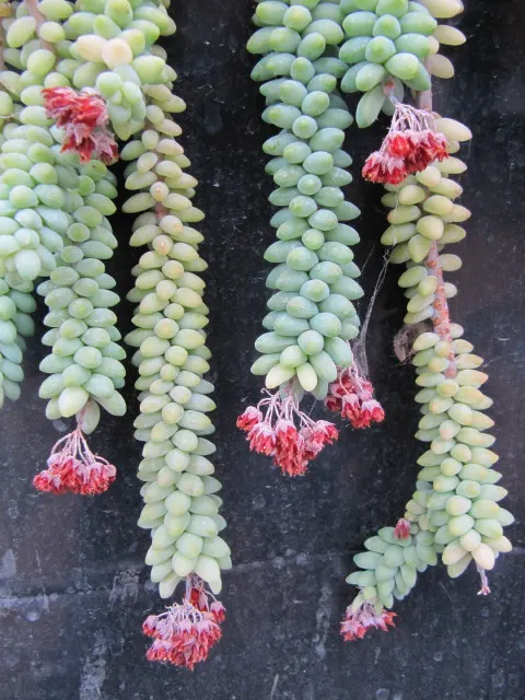 Donkey Tail (Sedum Morganianum) — thriving in well-draining soil to prevent root rot