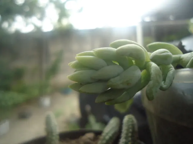 Donkey Tail (Sedum Morganianum) — commonly known as Donkey Tail
