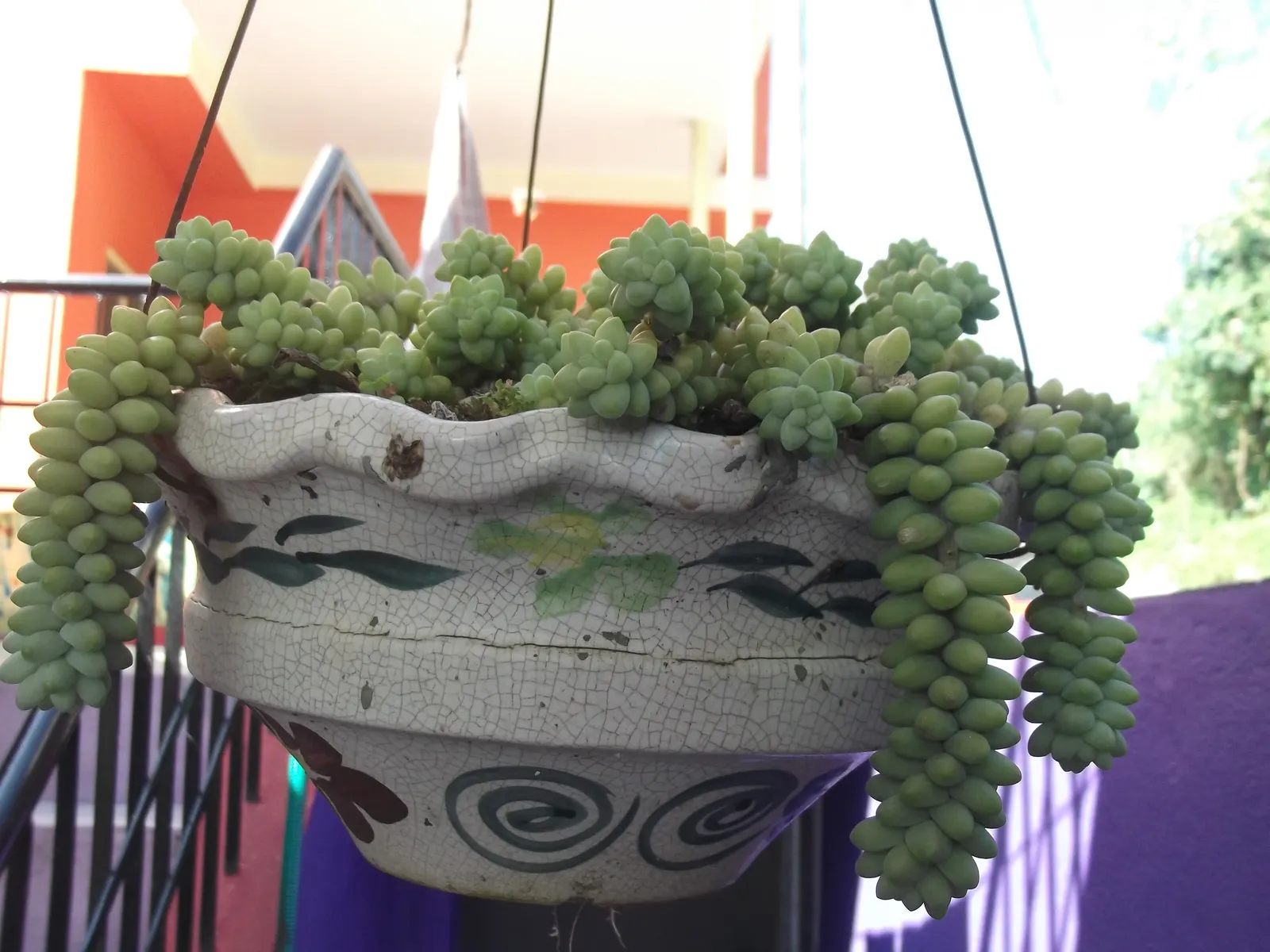 Donkey Tail (Sedum Morganianum) — Excellent for hanging baskets; the best temperature range for this succulent is between 65&deg;F to 75&deg;F