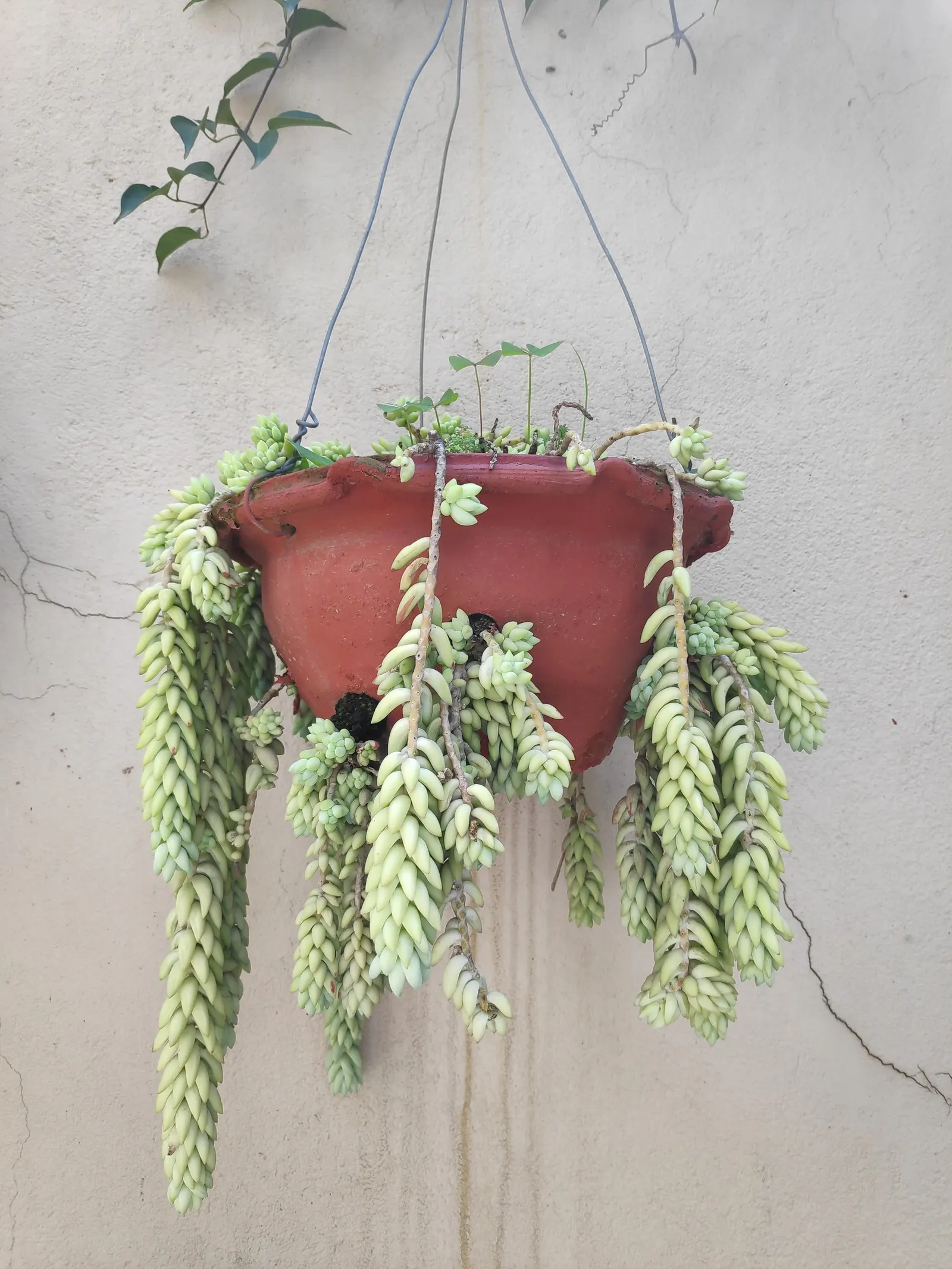 Donkey Tail (Sedum Morganianum) — is a succulent plant renowned for its distinctive trailing stems and plump