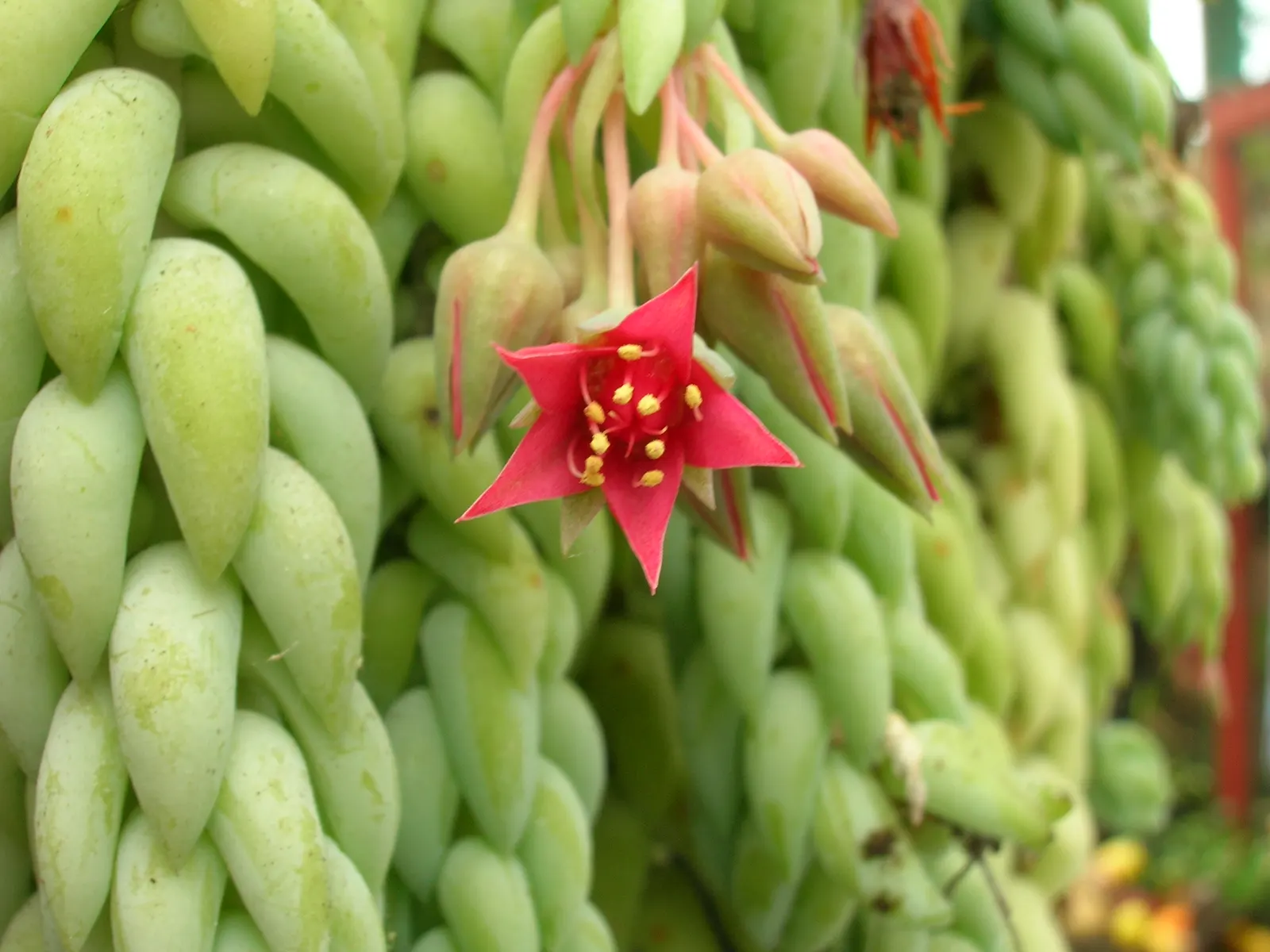 Donkey Tail (Sedum Morganianum) — with stems gracefully cascading downwards