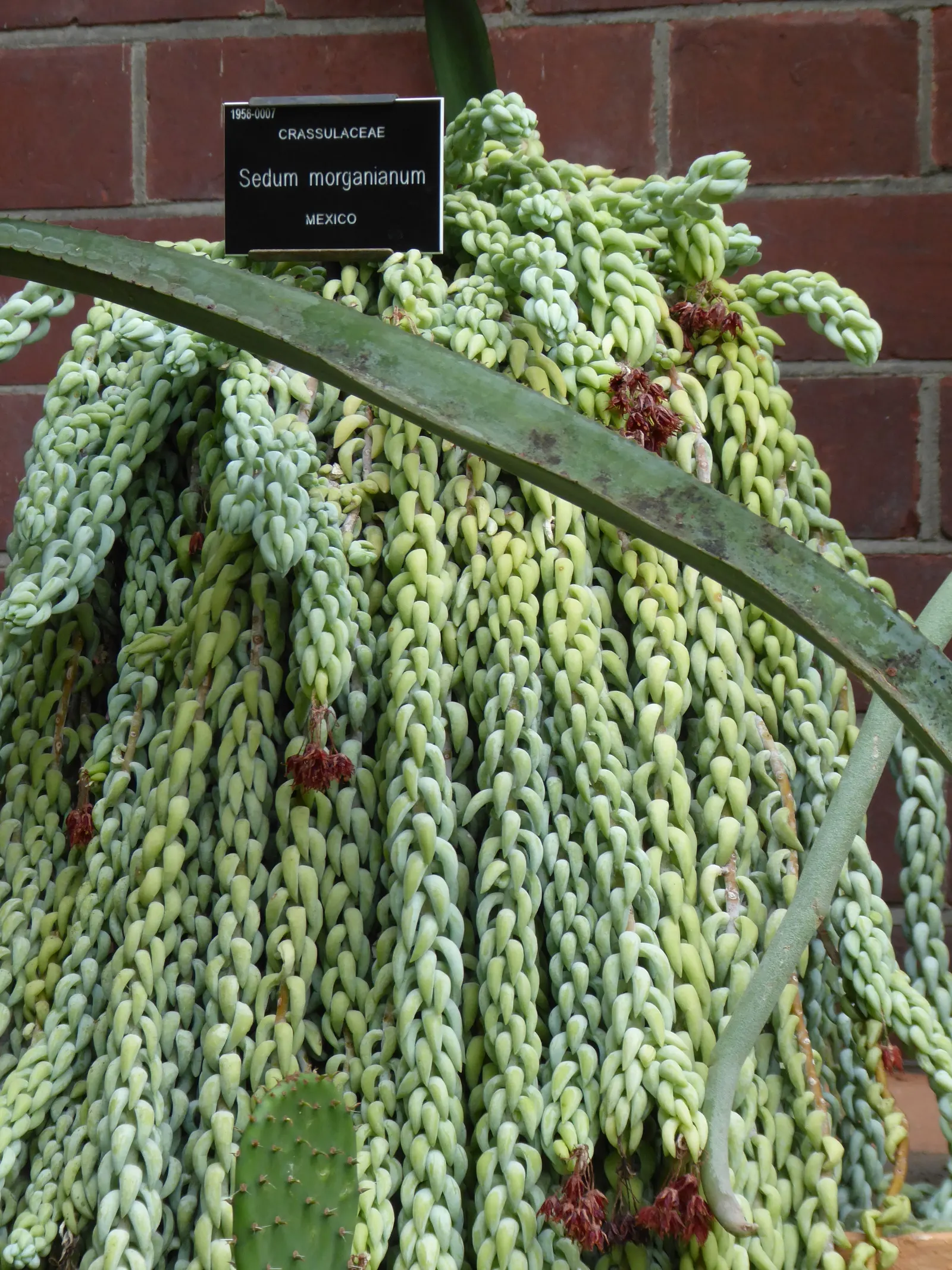 Donkey Tail (Sedum Morganianum) — Fertilization is not a main concern