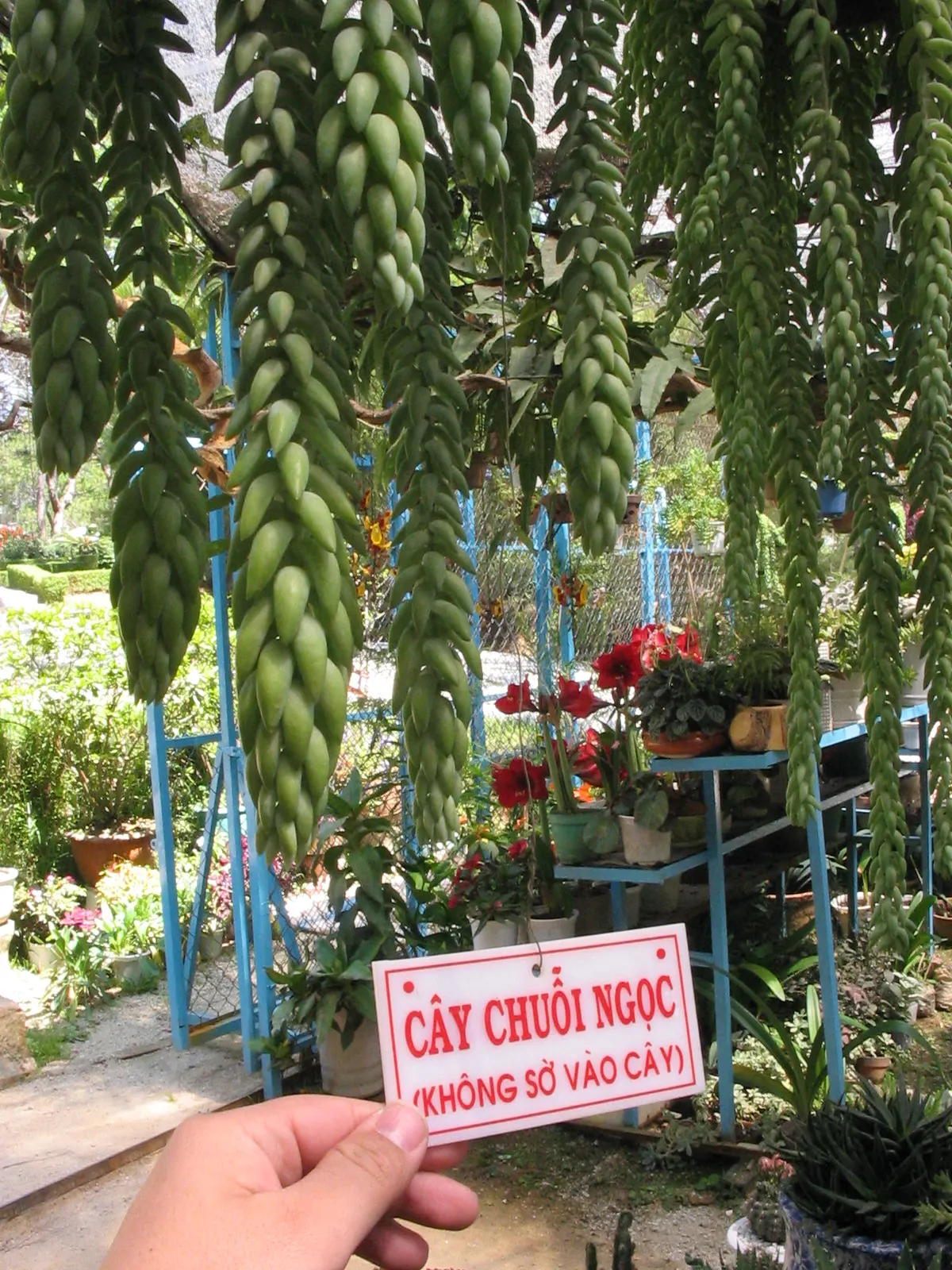 Donkey Tail (Sedum Morganianum) — as succulents like the Donkey Tail are adapted to grow in nutrient-poor conditions