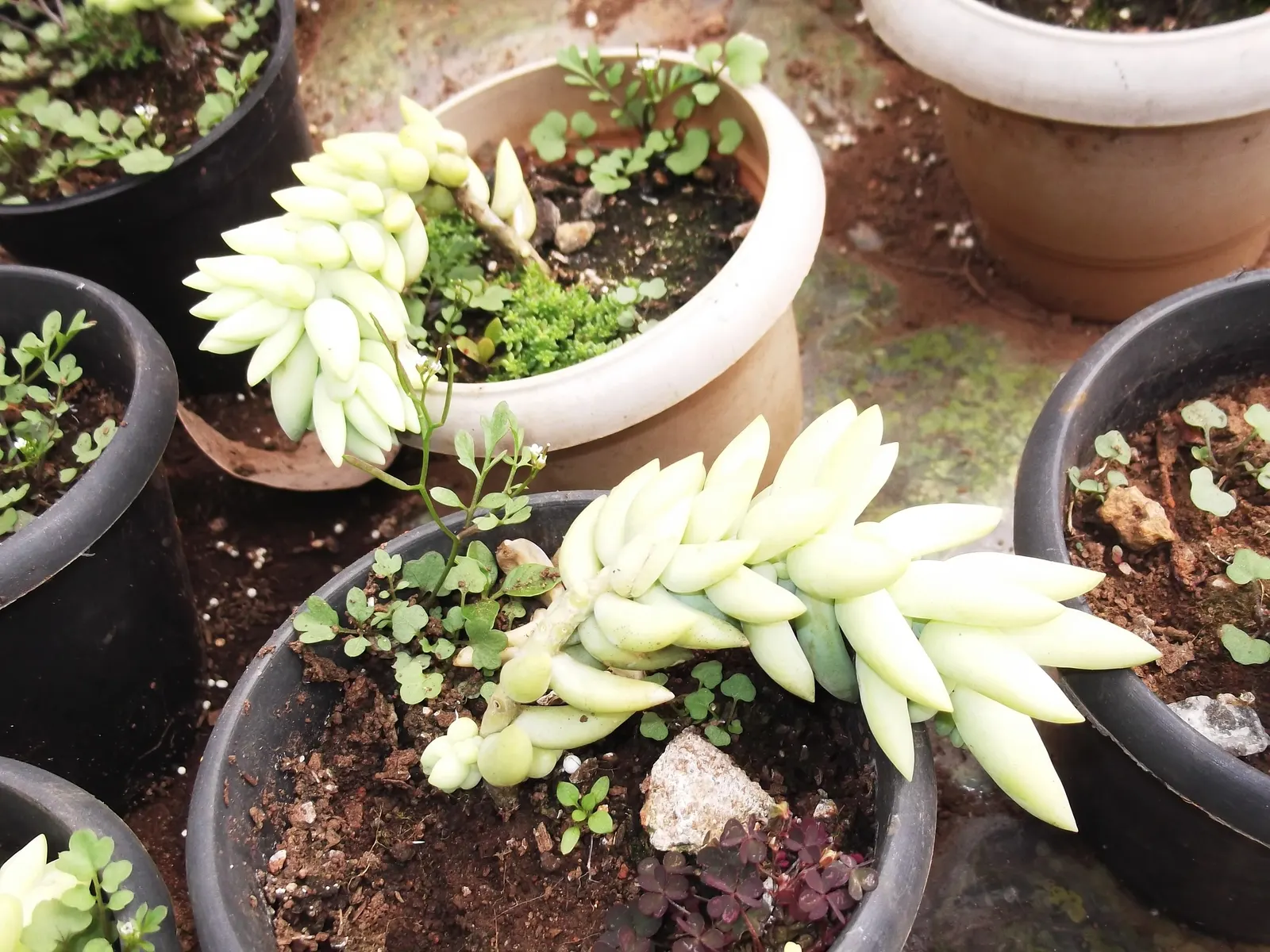 Donkey Tail (Sedum Morganianum) — perfect for adding a touch of whimsy to any landscape design