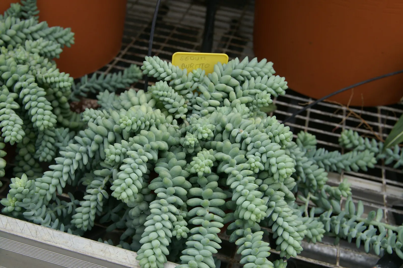 Donkey Tail (Sedum Morganianum) — commonly known as Donkey Tail or Burro's Tail; this low-maintenance plant thrives in full to partial sun