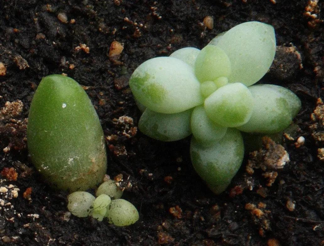 Donkey Tail (Sedum Morganianum) — ground cover / shrub with red and yellow blooms; the best temperature range for this succulent is between 65°F to 75°F