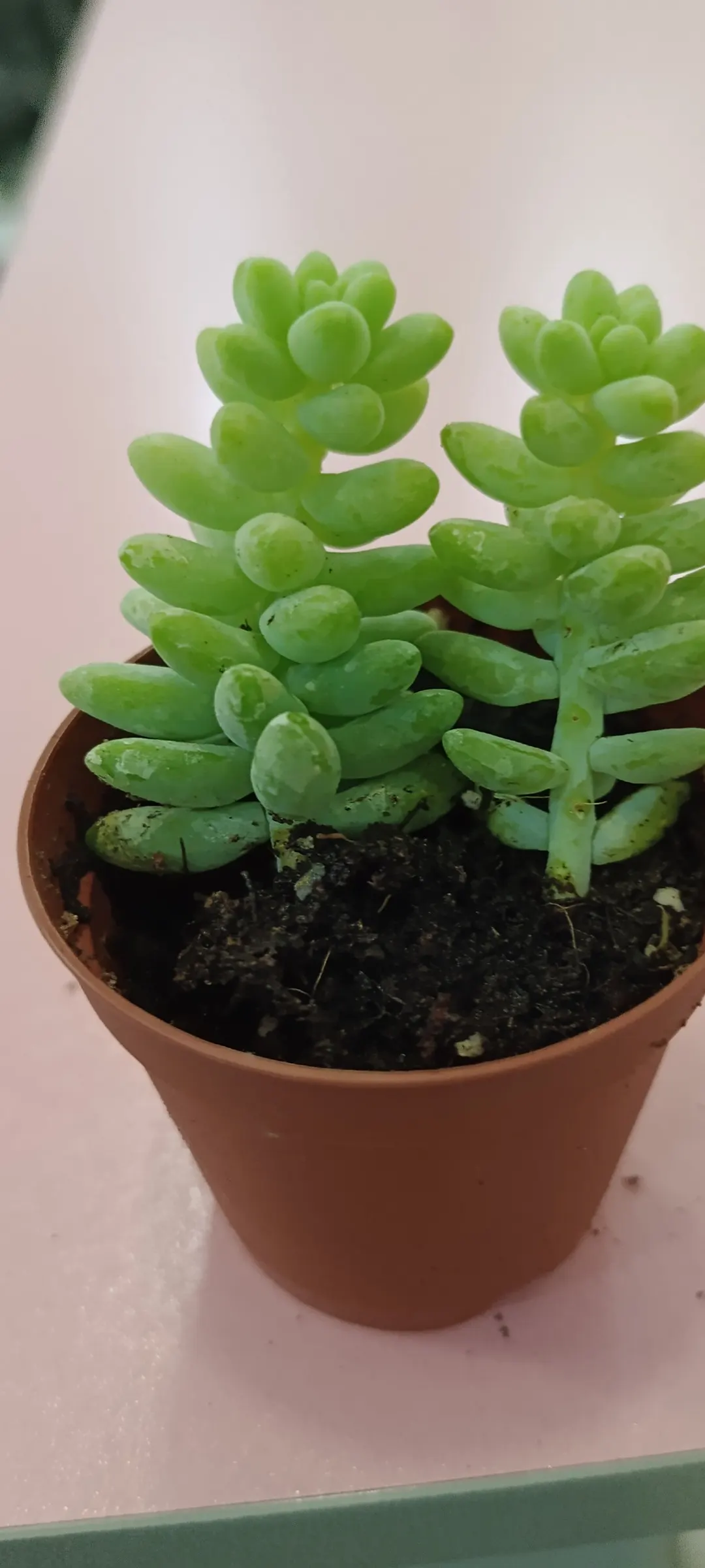 Donkey Tail (Sedum Morganianum) — indirect light and requires minimal watering; sedum morganianum is an excellent addition to the landscape