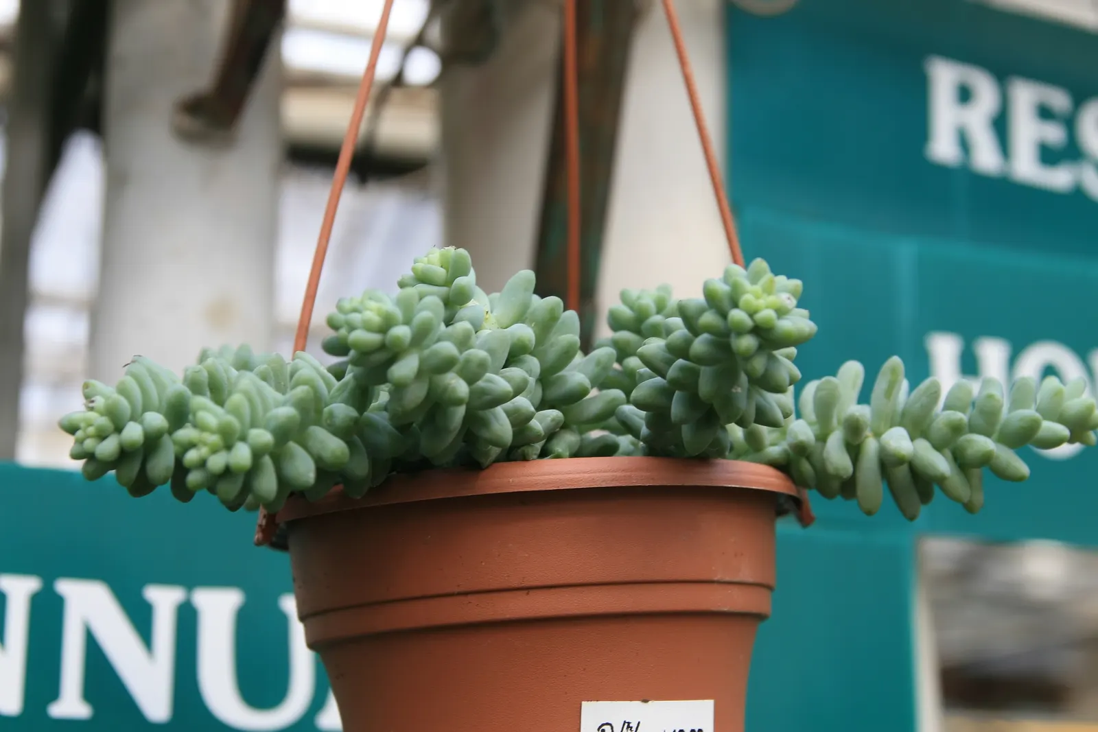Donkey Tail (Sedum Morganianum) — Fertilization is not a main concern; the leaves are a rich, blue-green hue and densely packed, giving the stems a braided