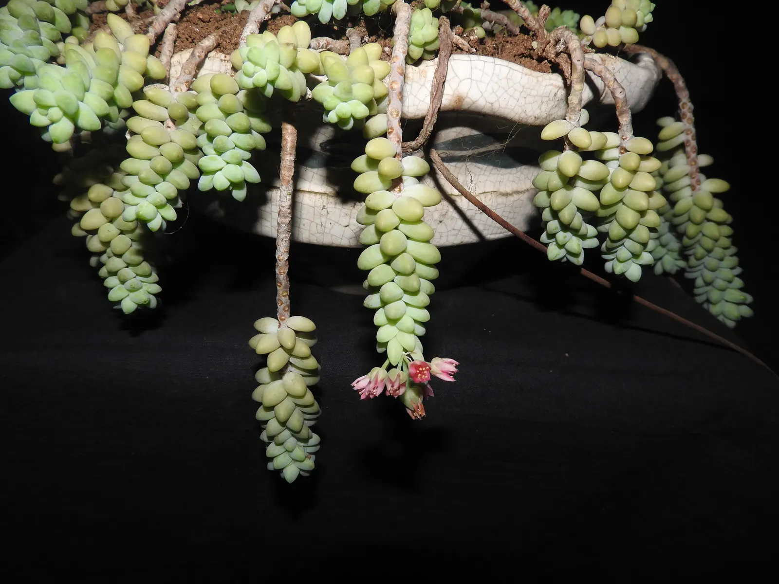 Donkey Tail (Sedum Morganianum) — as succulents like the Donkey Tail are adapted to grow in nutrient-poor conditions; the best temperature range for this