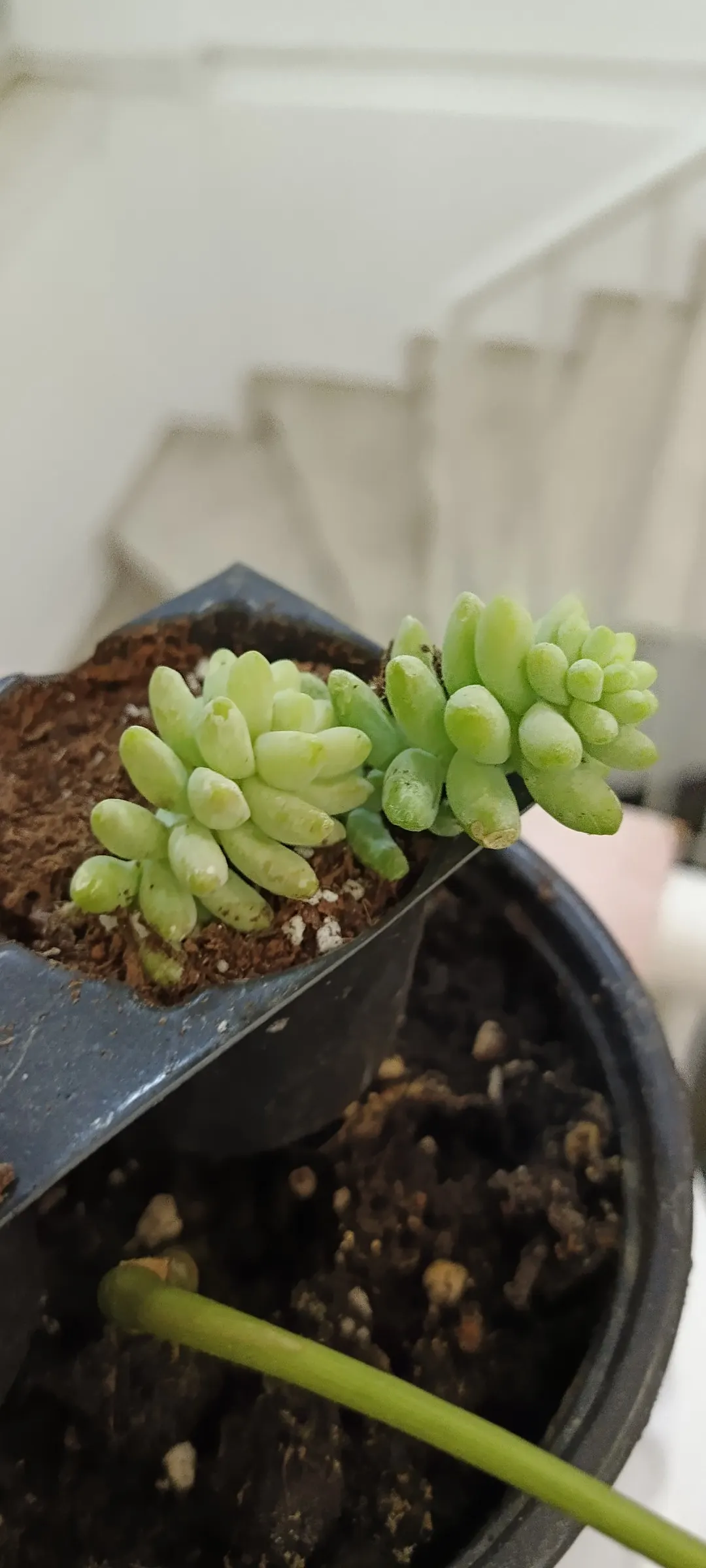 Donkey Tail (Sedum Morganianum) — red and yellow flowers in the garden; the leaves are a rich, blue-green hue and densely packed, giving the stems a braided