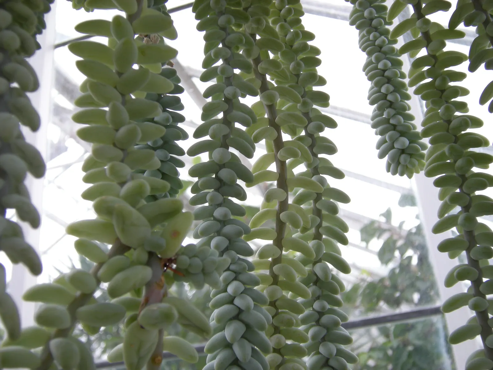 Donkey Tail (Sedum Morganianum) — which can add a subtle but enchanting floral display to a garden setting; this low-maintenance plant thrives in full to