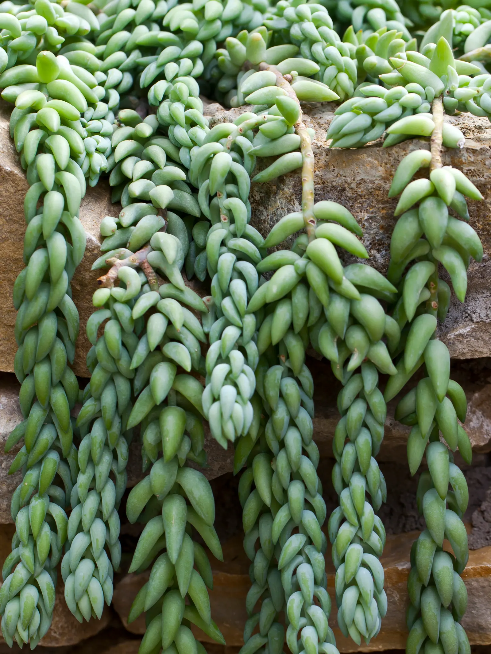 Donkey Tail (Sedum Morganianum) — requiring minimal watering