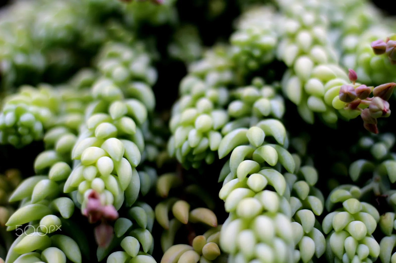 Donkey Tail (Sedum Morganianum) — is a succulent with cascading tendrils of plump; the leaves are a rich, blue-green hue and densely packed, giving the stems a