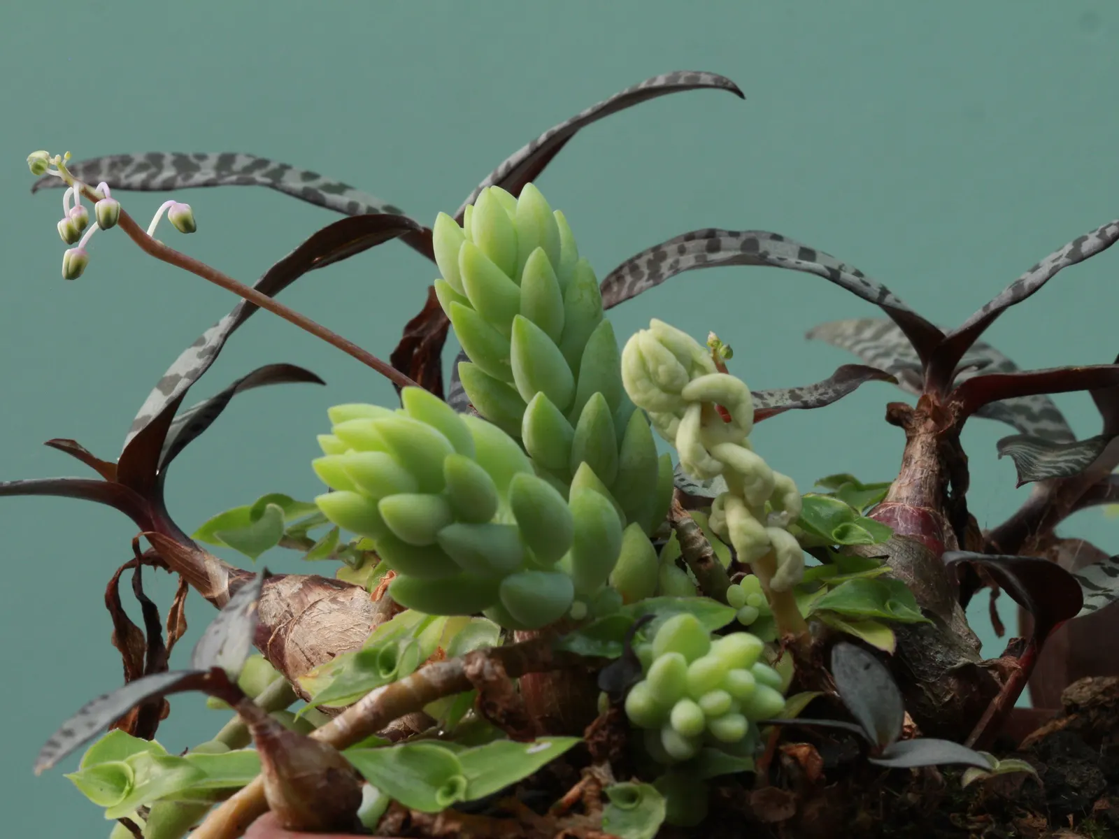 Donkey Tail (Sedum Morganianum) — perfect for adding a touch of whimsy to any landscape design; sedum morganianum is an excellent addition to the landscape