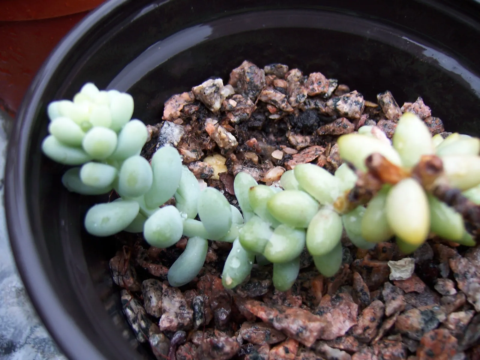 Donkey Tail (Sedum Morganianum) — which can add a subtle but enchanting floral display to a garden setting