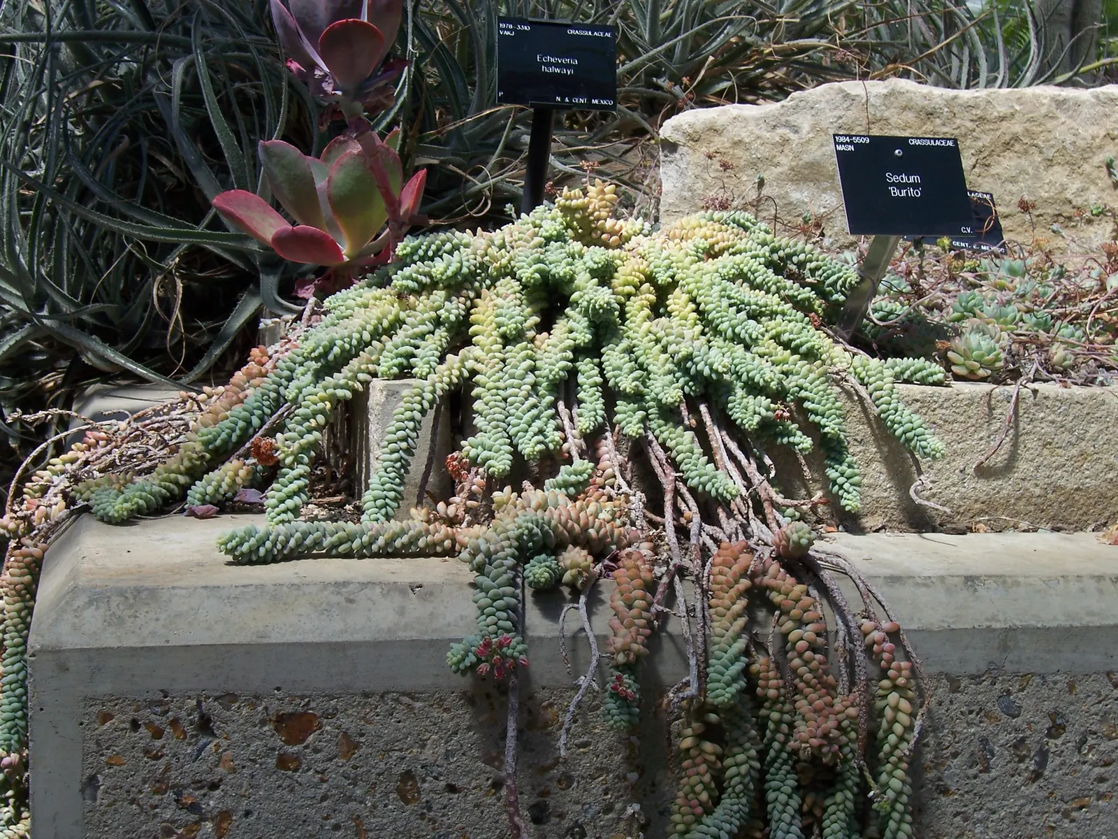 Donkey Tail (Sedum Morganianum) — star-shaped flowers in shades of pink and red; sedum morganianum is an excellent addition to the landscape
