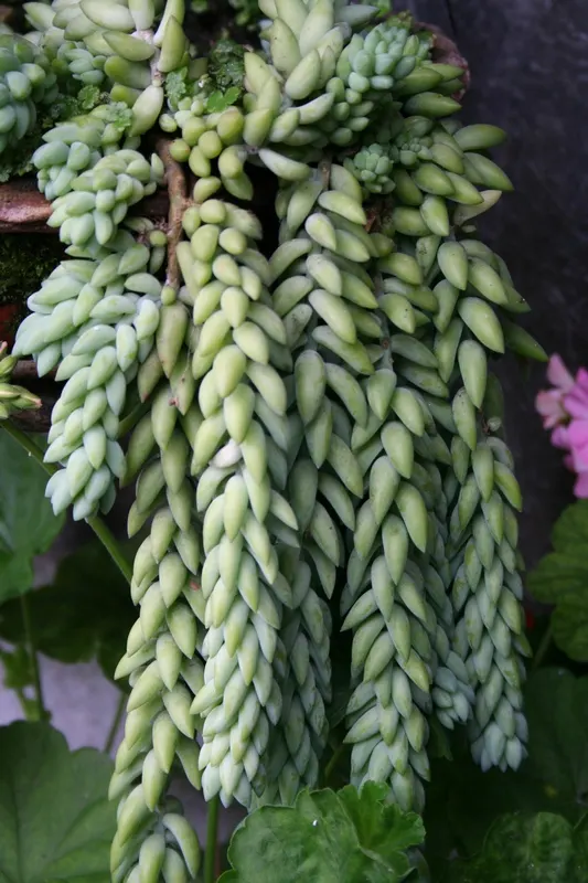 Donkey Tail (Sedum Morganianum) — ground cover / shrub for full or half