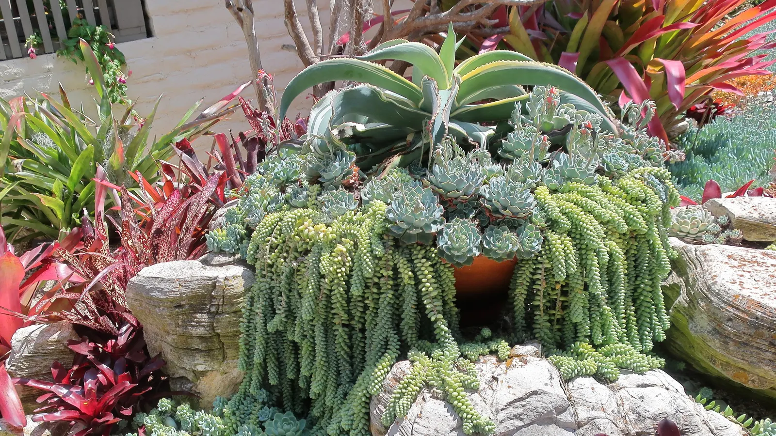 Donkey Tail (Sedum Morganianum) — making it an ideal choice for hanging baskets or elevated planters in a landscape design; the leaves are a rich, blue-green