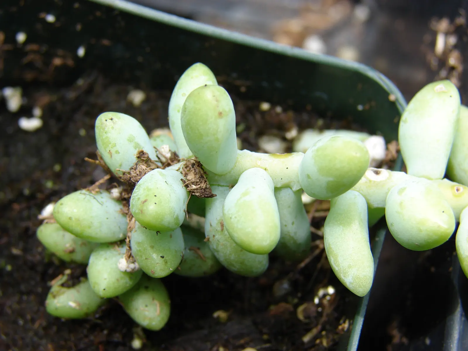 Donkey Tail (Sedum Morganianum) — Sedum morganianum is an excellent addition to the landscape