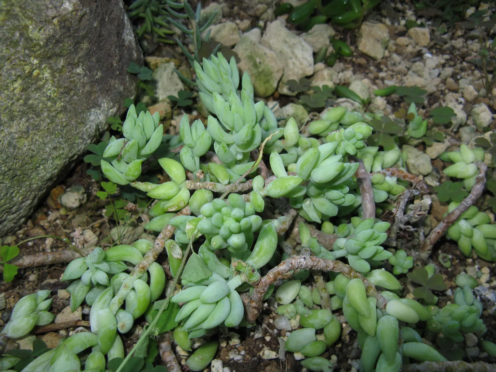 Donkey Tail (Sedum Morganianum) — It grows to about 4 feet in length and is hardy in USDA zones 10-11