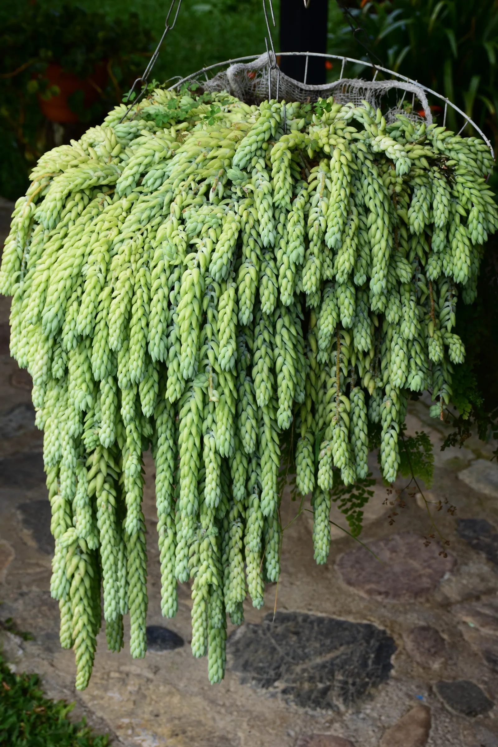 Donkey Tail (Sedum Morganianum) — Its trailing stems create a visually striking texture; the best temperature range for this succulent is between 65&deg;F to