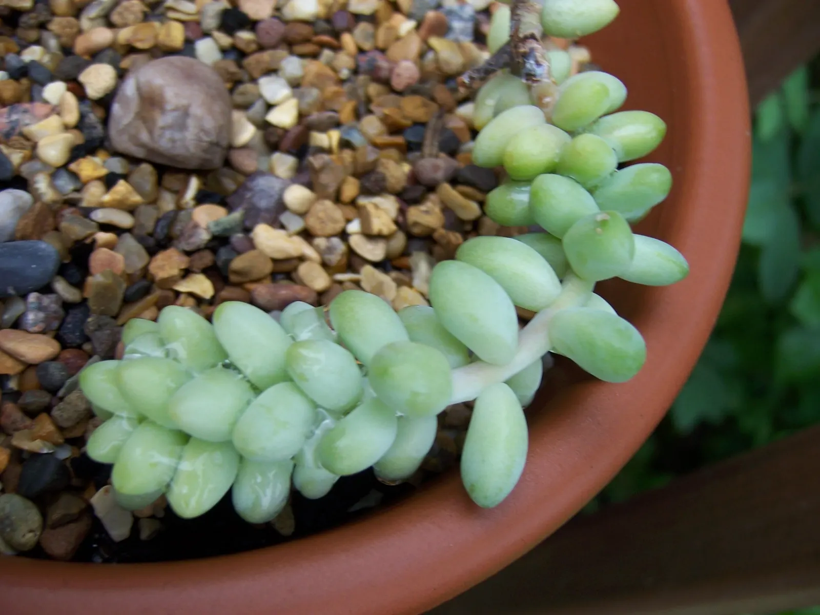 Donkey Tail (Sedum Morganianum) — Excellent for hanging baskets