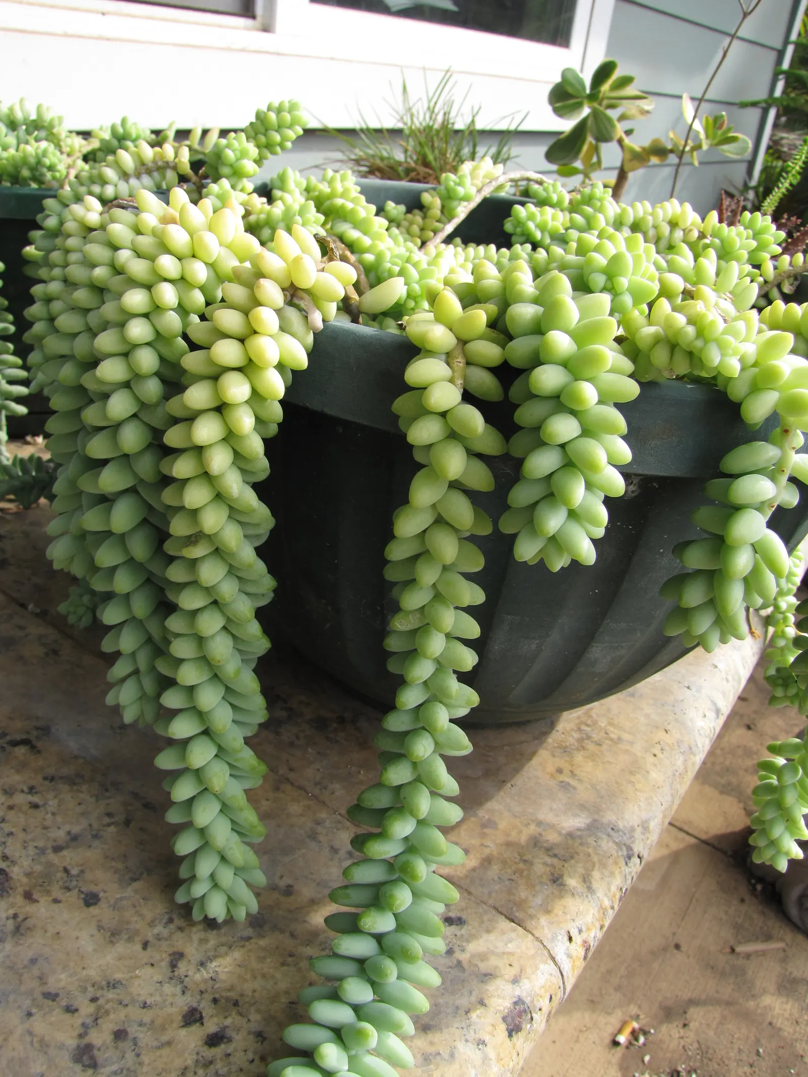 Donkey Tail (Sedum Morganianum) — indirect light and requires minimal watering