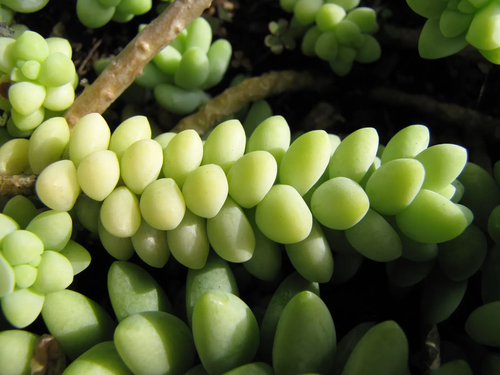 Donkey Tail (Sedum Morganianum) — These fleshy leaves are capable of storing water