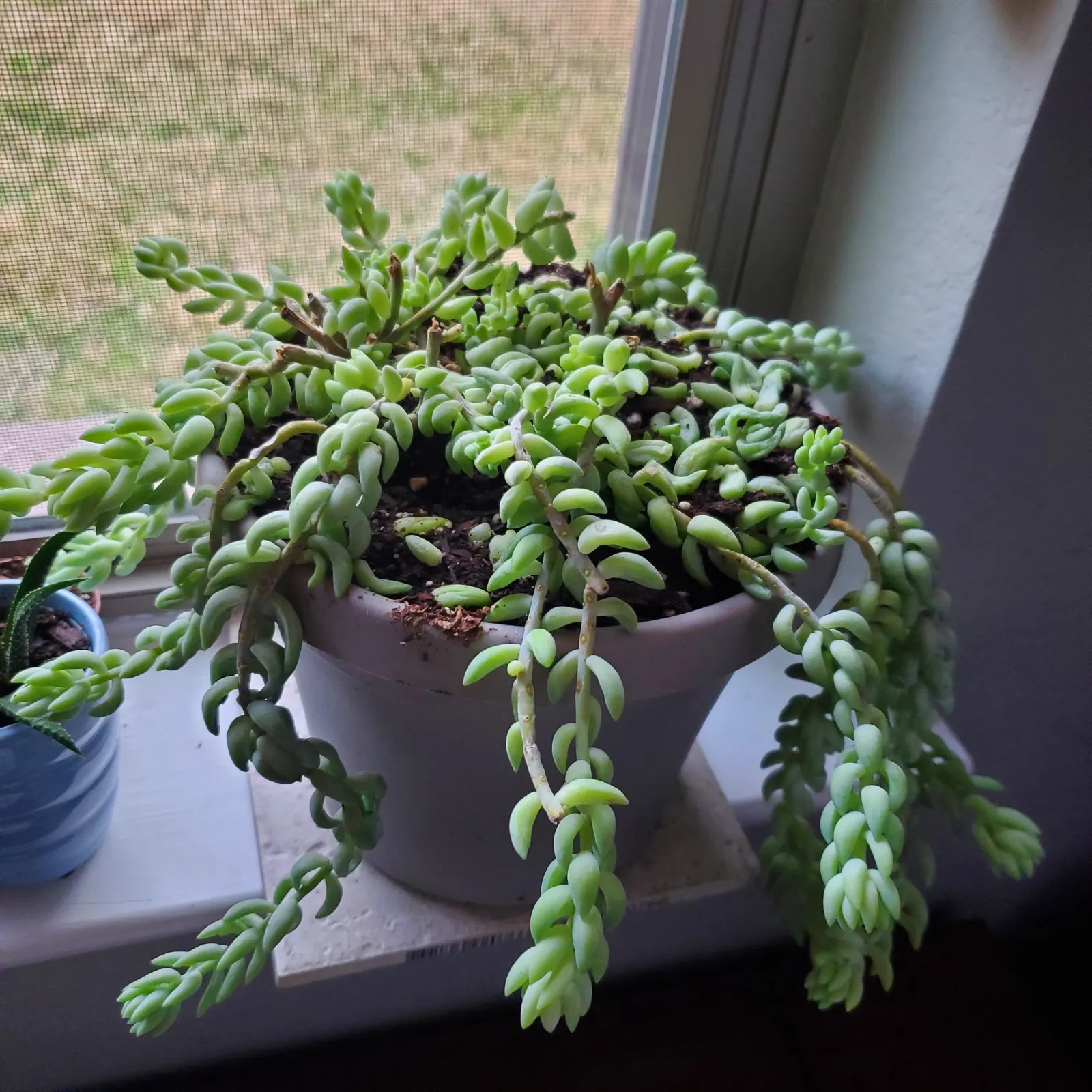 Donkey Tail (Sedum Morganianum) — with a need to protect it from frost.<br><br>In summer