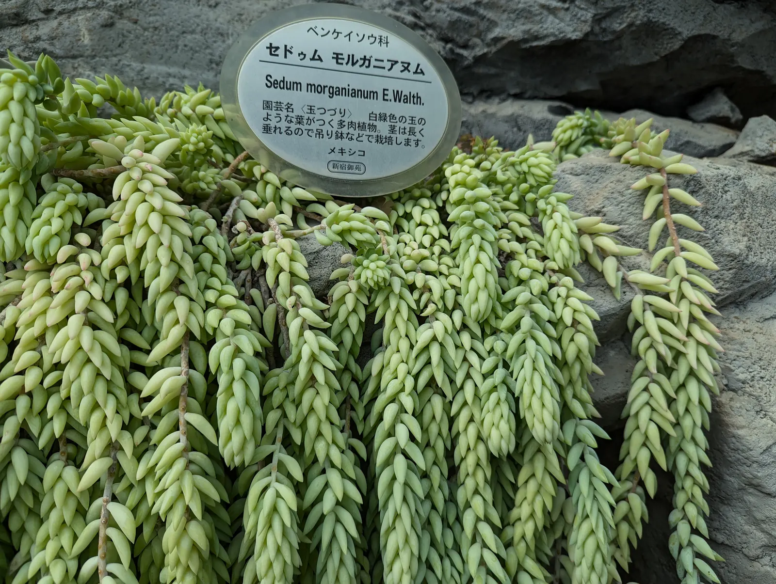 Donkey Tail (Sedum Morganianum) — is a succulent with cascading tendrils of plump